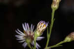 White panicle aster